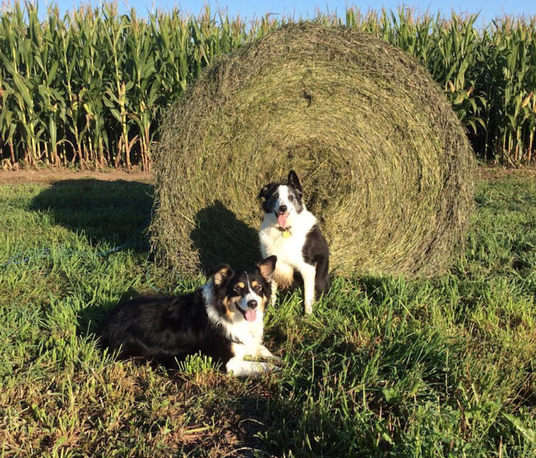 screen-shot-2016-11-16-at-5-58-04-pm